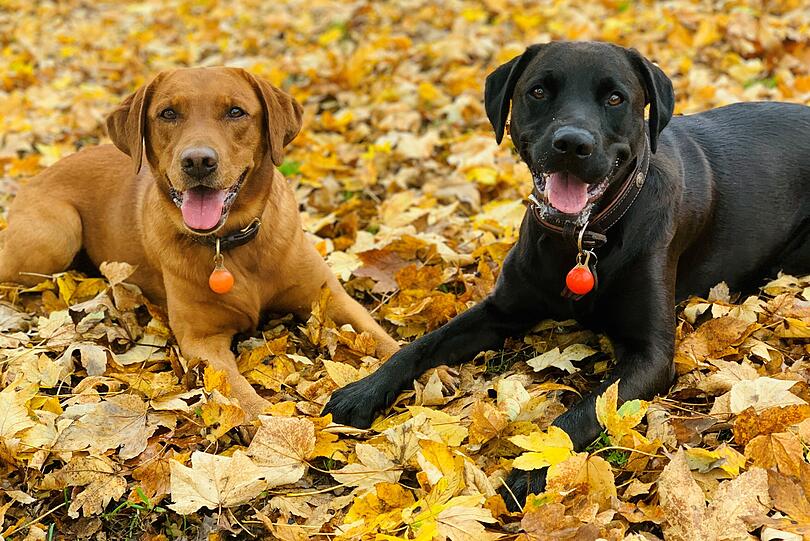Hündinnen Luna (Boxer-Vizsla-Mix) und Caja (Fox-Red-Labbi)