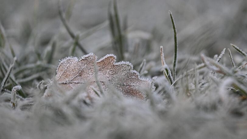 Vielerorts bleibt es schneefrei an Weihnachten - aber es kann Reif geben.