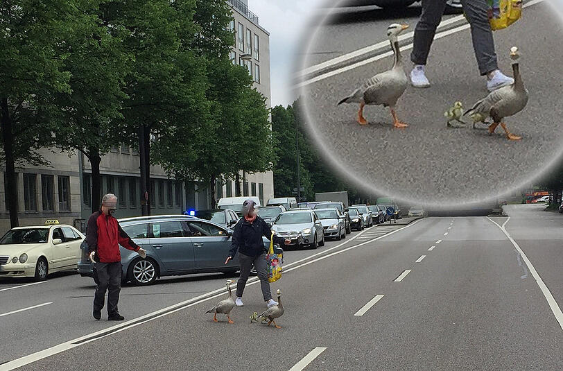 Tierfreundliche Passanten helfen der Gänse-Familie sicher über die Straße in den Englischen Garten.
