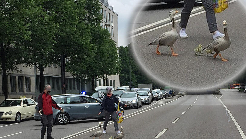 Tierfreundliche Passanten helfen der Gänse-Familie sicher über die Straße in den Englischen Garten. Tierfreundliche Passanten helfen der Gänse-Familie sicher über die Straße in den Englischen Garten.