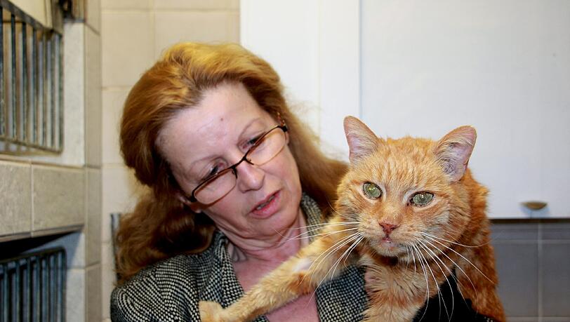 Neugieriger Blick: Kater Poldi auf dem Arm von Eveline Kosenbach, die die Vermisstenstelle des Tierheims leitet. Neugieriger Blick: Kater Poldi auf dem Arm von Eveline Kosenbach, die die Vermisstenstelle des Tierheims leitet.