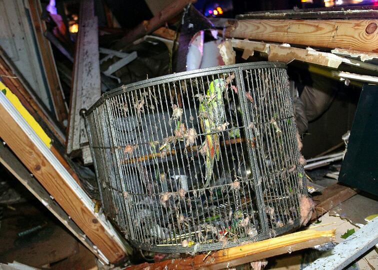 Dieser Papagei hat das Unwetter in Mayflower (Arkansas) überlebt. Sein Käfig hat ihn vor herabfallenden Trümmern gerettet. Trotzdem sieht der zerzauste Vogel ziemlich mitgenommen aus.