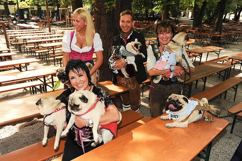 70 Möpse und ihre Frauchen und Herrchen haben sich am Montag aufgebretzelt, um beschwingt und be-wuff-t in die Woche zu starten. Der Anlass: das neue Buch "Hier kocht der Mops" (Heel Verlag) von Sir Henry, dem Mops von Zweibeiner-Eltern Uschi Ackermann und Gerd Käfer. Feinkost-König Käfer kocht darin 50 Gerichte für Hunde.
