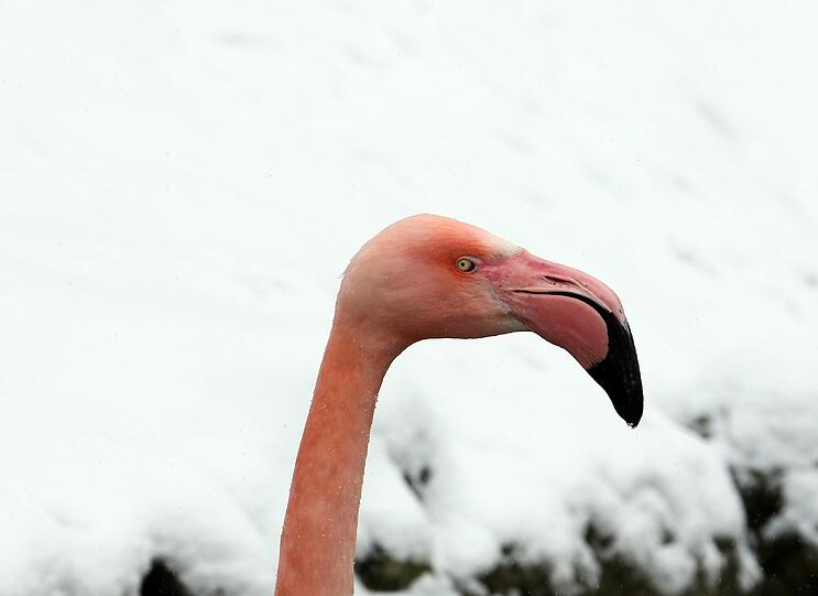 Einen Farbklecks in der Schneelandschaft stellen auch die Flamingos dar. In Hellabrunn ist ab jetzt offiziell Sommer.