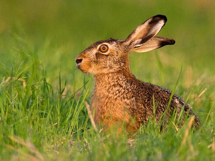 Ein Feldhase hockt auf einem Feld. Foto: Julian Stratenschulte/dpa/Archivbild