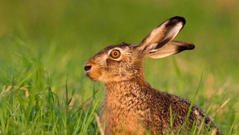 Ein Feldhase hockt auf einem Feld. Foto: Julian Stratenschulte/dpa/Archivbild Ein Feldhase hockt auf einem Feld. Foto: Julian Stratenschulte/dpa/Archivbild