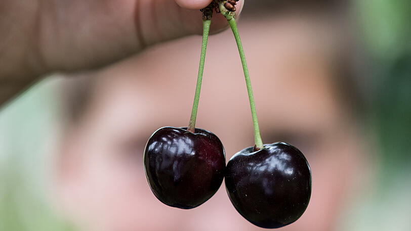 Teures Früchtchen: Obstbauern rechnen mit höheren Preisen für ihre Früchte.