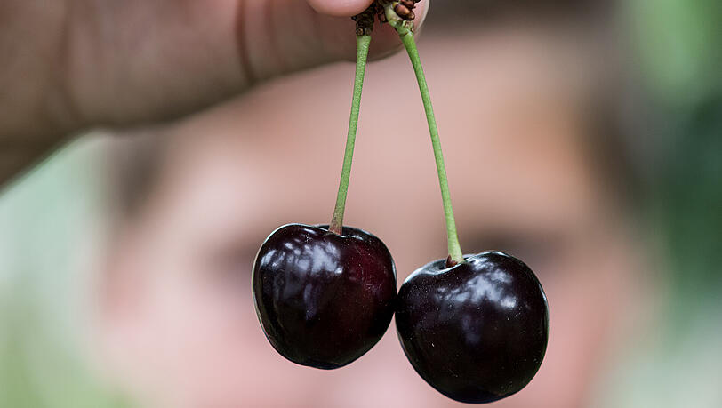 Teures Früchtchen: Obstbauern rechnen mit höheren Preisen für ihre Früchte. Teures Früchtchen: Obstbauern rechnen mit höheren Preisen für ihre Früchte.