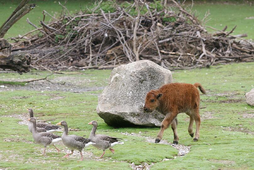 Seltener Waldbison-Nachwuchs im Tierpark Hellabrunn: So süß sind die Kälber Monsun und Marla. Die Bilder aus dem Zoo