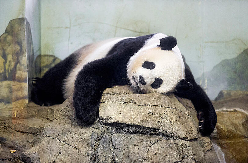 Pandabärin Mei Xiang hat am Samstag zwei Junge geboren.