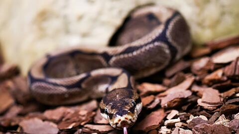 Königspythons (Python regius) sind eine geschützte Art. (Archivbild)