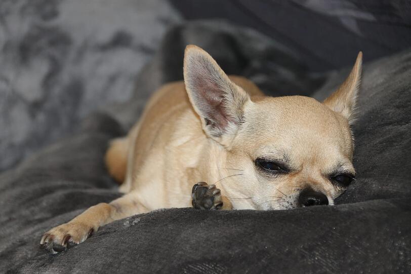 Peanut