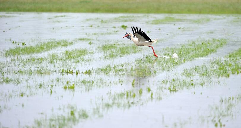 Einem Storch in Wörnitzstein war dieses Feld wohl zu nass.