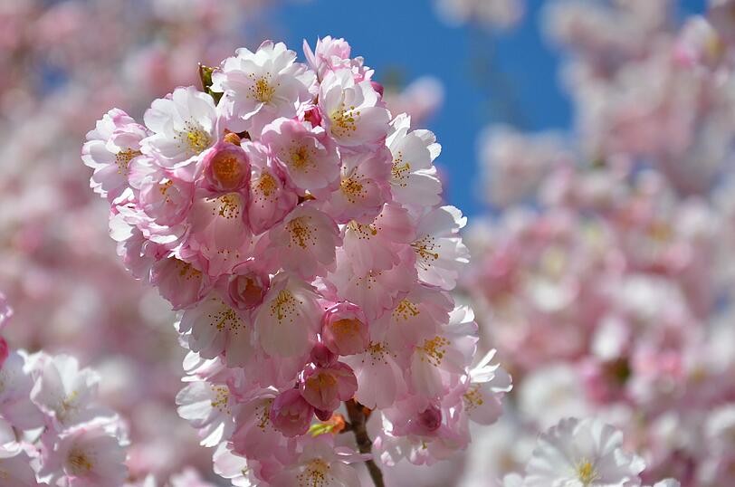 Ein Traum in Rosa: AZ-Leserin Katharina Meyer hat die Kirschblüte im Olympiapark fotografiert. Die Bilder...