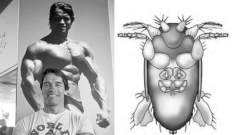 Frappierende Ähnlichkeit? Wohl eher nicht! Trotzdem wurde die kleine Fliege nach Arnold Schwarzenegger benannt.