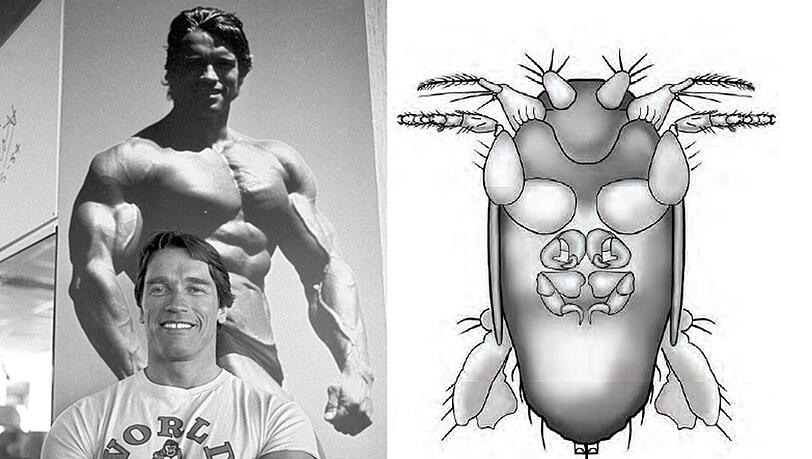 Frappierende Ähnlichkeit? Wohl eher nicht! Trotzdem wurde die kleine Fliege nach Arnold Schwarzenegger benannt. Frappierende Ähnlichkeit? Wohl eher nicht! Trotzdem wurde die kleine Fliege nach Arnold Schwarzenegger benannt.