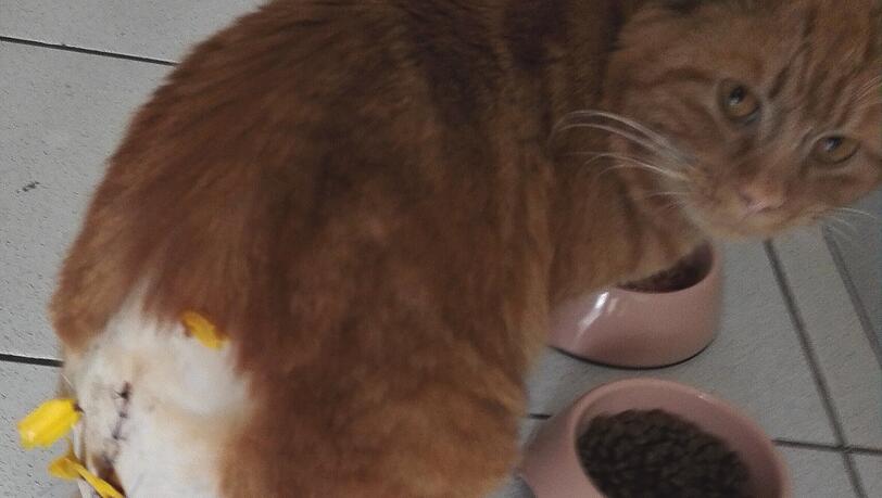 Voller Angst schaut "Goffy" in die Kamera. Sein Schwanz war so schwer verletzt, dass er amputiert werden musste.