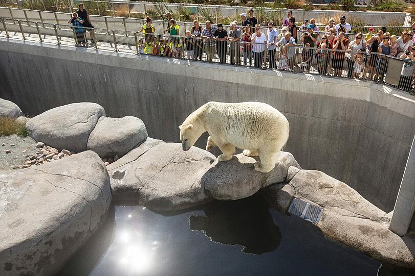 Dem Eisbären im Zoo von Kopenhagen war auch der Verrückte zu verrückt. Er wehrte sich nur vorsichtig gegen den Eindringling.