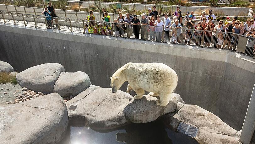 Dem Eisbären im Zoo von Kopenhagen war auch der Verrückte zu verrückt. Er wehrte sich nur vorsichtig gegen den Eindringling. Dem Eisbären im Zoo von Kopenhagen war auch der Verrückte zu verrückt. Er wehrte sich nur vorsichtig gegen den Eindringling.