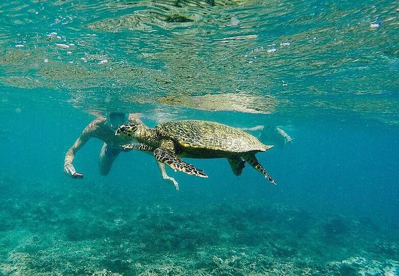 Mit Nähe zu Reptilien: Laura und Bobby Bok in ihren Flitterwochen auf den Seychellen beim Schnorcheln mit einer Wasserschildkröte.