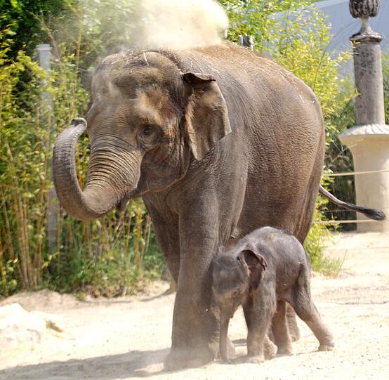 Die erste Schritte im Freien: Der Baby-Elefant im Außengehege.