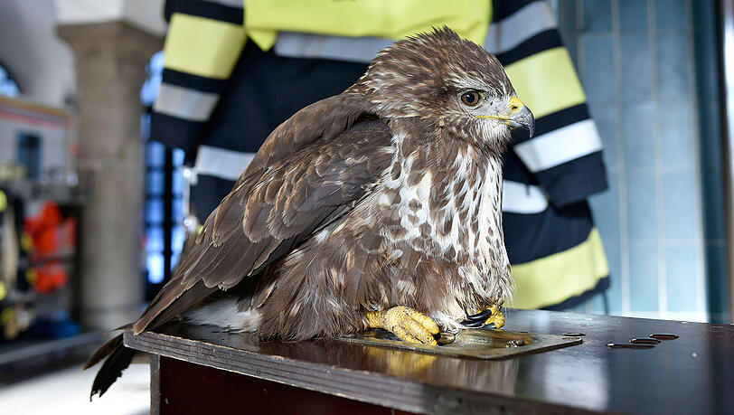 Ein junger Mäusebussard verfing sich mit seinen Flügel in den Ästen eines Baumes. Ein junger Mäusebussard verfing sich mit seinen Flügel in den Ästen eines Baumes.