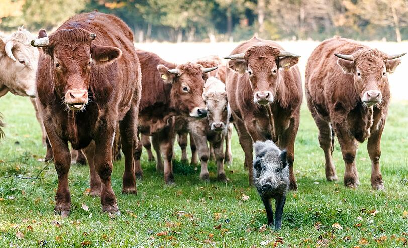 Das Wildschwein hat sich kurzerhand der Kuhherde angeschlossen.