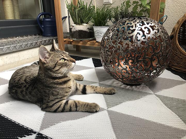 Felix