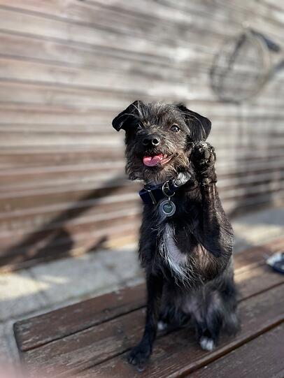 Pepper