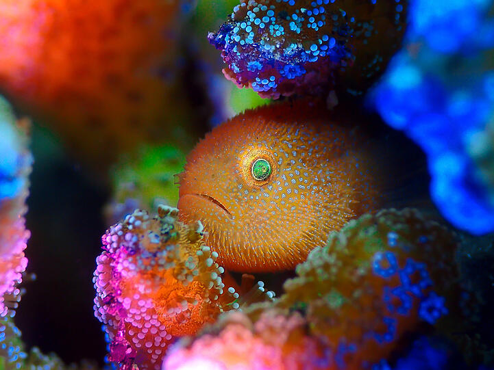 Compact, Platz 2: Eine Panda-Grundel umgeben von Regenbogen-Farben - das Foto ist in Indonesien entstanden.