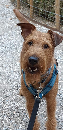 Big Monty: Er ist mein Sonnenschein. Er ist fröhlich und verschmust. Ich habe in das erste Mal als Baby gesehen und gehalten. Seine Augen waren noch geschlossen, aber er hat geschnuppert und meine Nase abgeleckt. Es war einfach Liebe.