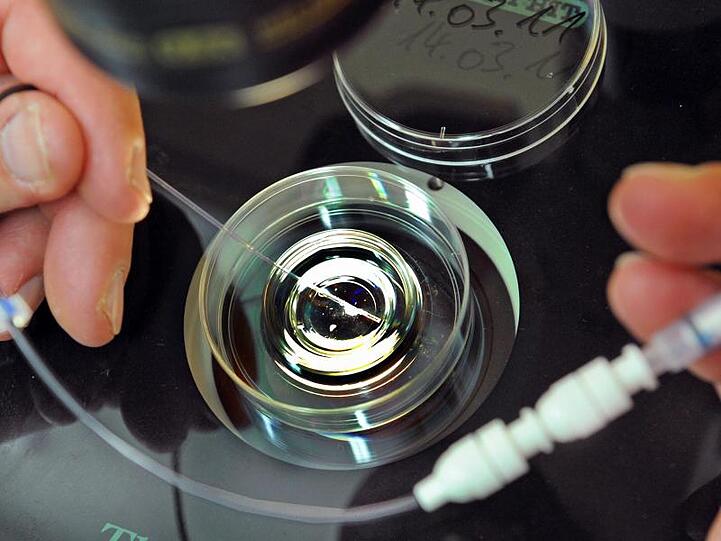 Im Biologischen Labor wird ein Katheter mit einem vorher kultiviertem Embryo für einen Embryotransfer befüllt. Foto: Waltraud Grubitzsch/Archiv