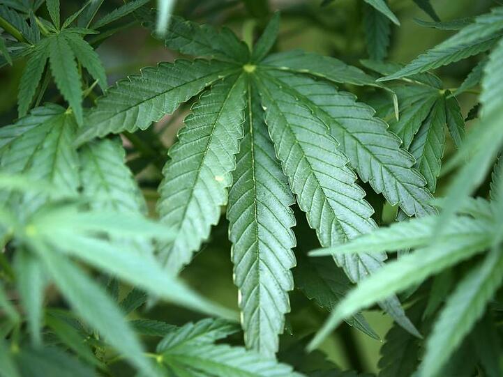Hanf-Pflanzen (Cannabis) wachsen in einem Garten. Foto: Oliver Berg/Archivbild
