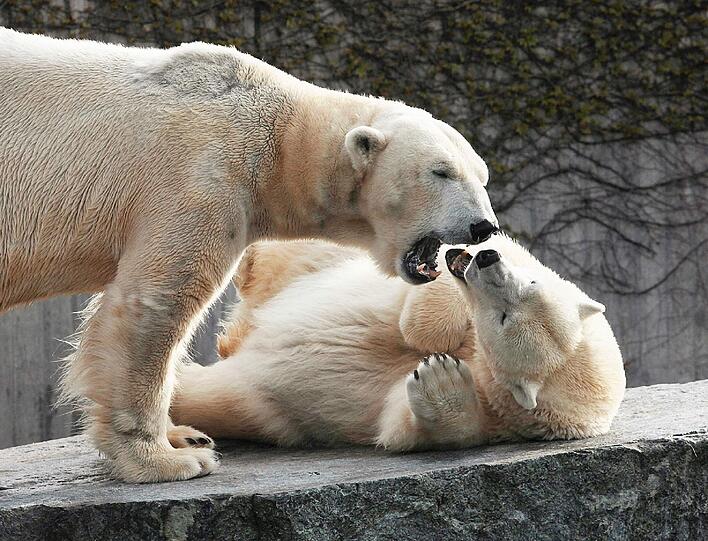 Der Münchner Eisbär Yoghi, der vom Tierpark Hellabrunn an die Stuttgarter Wilhelma ausgeliehen wurde, versteht sich endlich mit Eisbären-Dame Corinna. Anfangs mussten die beiden Tiere getrennt werden weil Yoghi zu aufdringlich war. Ziel des Austauschs ist, dass Yoghi auch dem Stuttgarter Zoo so süße Eisbär-Babys beschert, wie Eisbärin Giovanna in München.