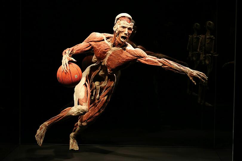 Starke Oberschenkel, kräftige Schultern: Dieses Präparat ist ein Basketballer. Es zeigt, wie die Muskel sich beim Sport anspannen.