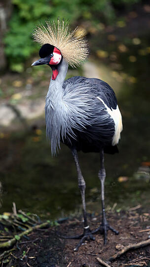 Weitere Bilder vom Foto-Spaziergang durch den Tierpark Hellabrunn am Donnerstagabend.