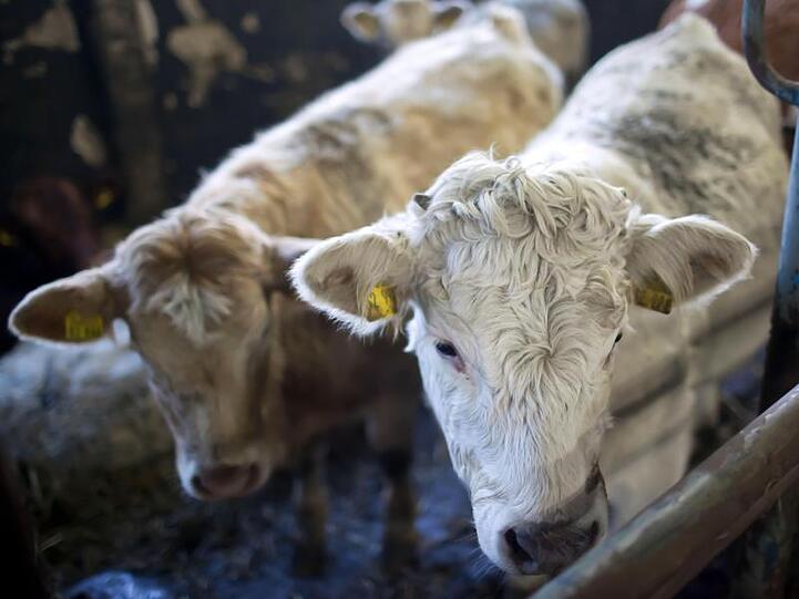 Kühe stehen in einem Laufstall. Foto: Jens Büttner/Archivbild