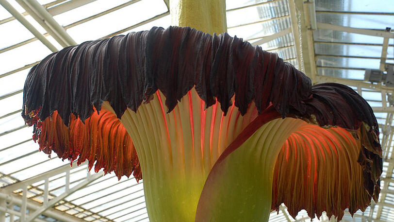 Bereits im letzten Jahr blühte im Botanischen Garten (ein anderer) Titanenwurz