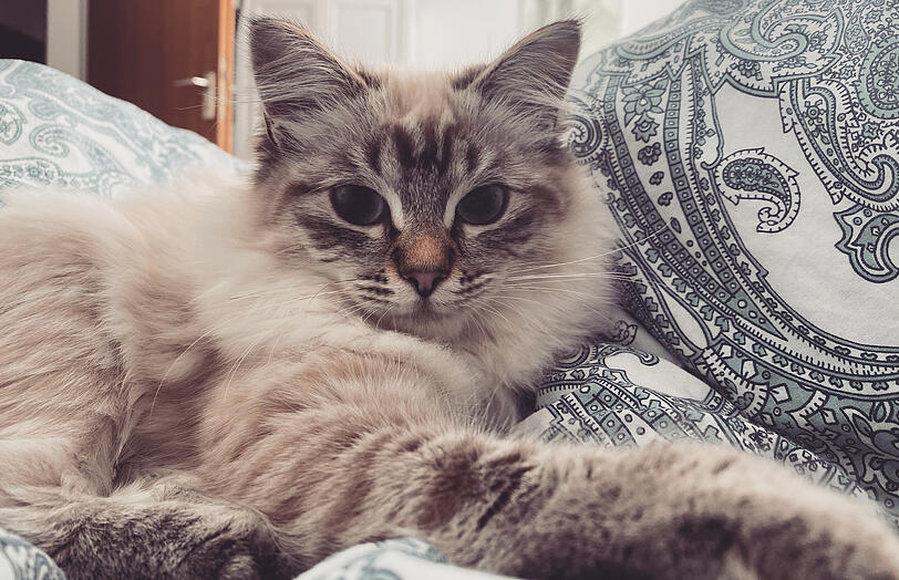 Rey