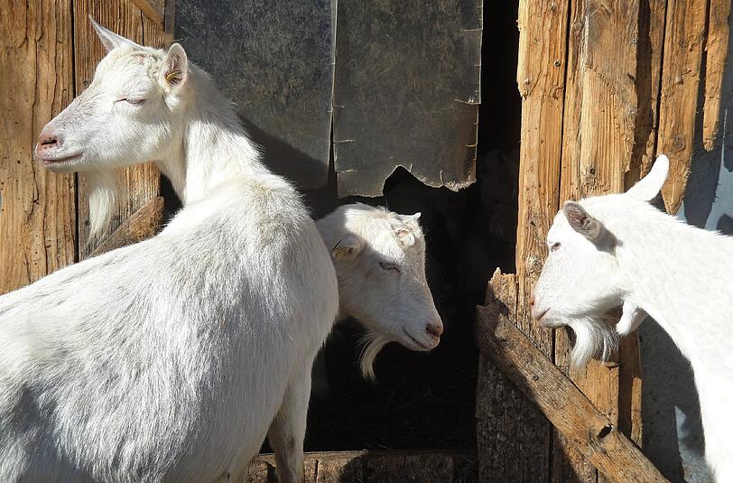 Trotz teils noch frostiger Temperaturen locken die sonnigen Frühlingstage bereits zum Aufenthalt vor der Tür. AZ-Leser Peter Fischer hat uns dieses tierische Bild zugeschickt.