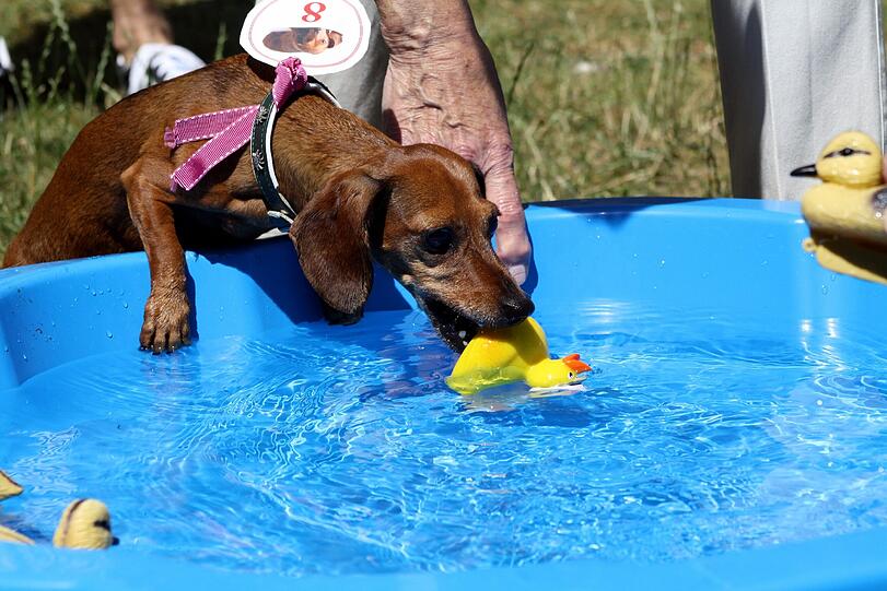 Der für die Gummientenjagd dient. Auf der Dackelparty eine "olympische Disziplin".