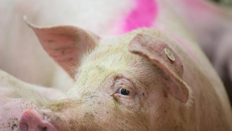 Besonders bei der Schweinehaltung gibt es auf Bundes- und Landesebene immer weniger Einzelbetriebe. Die Zahl der gehaltenen Tiere jedoch reduziert sich kaum. (Symbolbild) Besonders bei der Schweinehaltung gibt es auf Bundes- und Landesebene immer weniger Einzelbetriebe. Die Zahl der gehaltenen Tiere jedoch reduziert sich kaum. (Symbolbild)