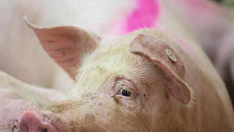 Besonders bei der Schweinehaltung gibt es auf Bundes- und Landesebene immer weniger Einzelbetriebe. Die Zahl der gehaltenen Tiere jedoch reduziert sich kaum. (Symbolbild)