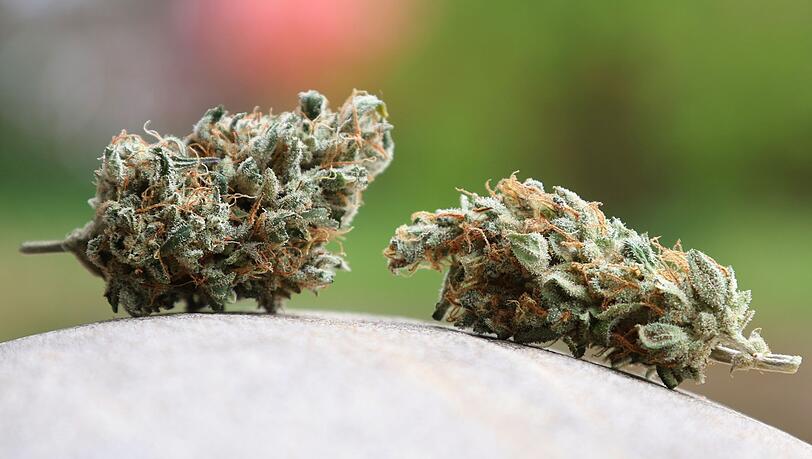 Am 1. April 2024 war das Cannabis-Gesetz in Deutschland in Kraft getreten.
