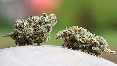 Am 1. April 2024 war das Cannabis-Gesetz in Deutschland in Kraft getreten.