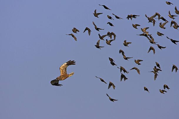 Hassen in der Welt der V&ouml;gel: Stare jagen eine Rohrweihe (Greifvogel).