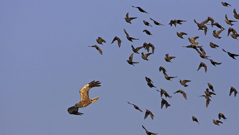 Hassen in der Welt der V&ouml;gel: Stare jagen eine Rohrweihe (Greifvogel).