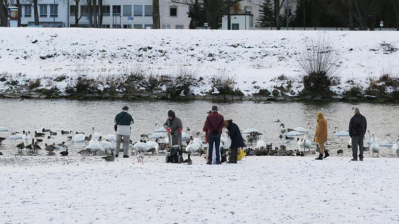 Begehrte Futterstelle zwischen Flaucher und Tierparkbrücke: Schwäne, Enten und Gänse freuen sich über die Brotbröckerl, die ihnen Passanten in die Isar werfen.