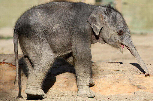 LOLA: Während Tina das Alter zu schaffen machte, starb im Januar das Elephanten-Baby Lola. Lola war bereits das vierte Kalb der Elephantin Panang, das nicht überlebte.