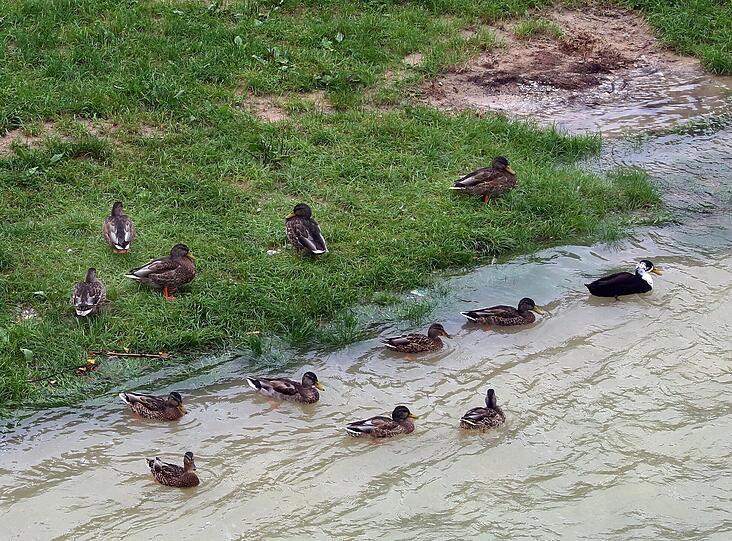 Ein Stück wilde Natur mitten in der Stadt &ndash; die Bilder von der Isar am Wochenende.